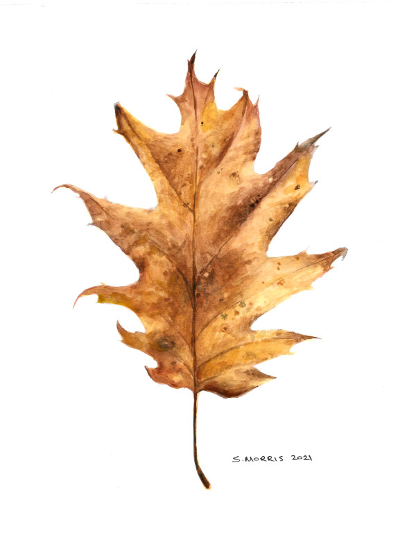 Autumn Leaf (The Infinite Nature of Facts), 2021, Watercolour on Paper, 10 by 8 Inches