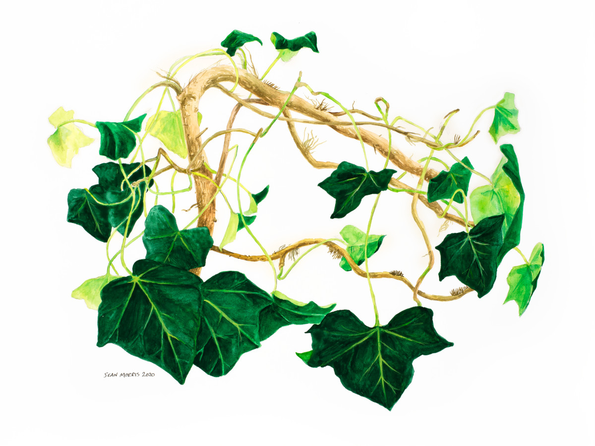 Ivy (Intention becomes Attention), 2020, Watercolour on Paper, 12 by 16 Inches